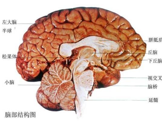 运动区