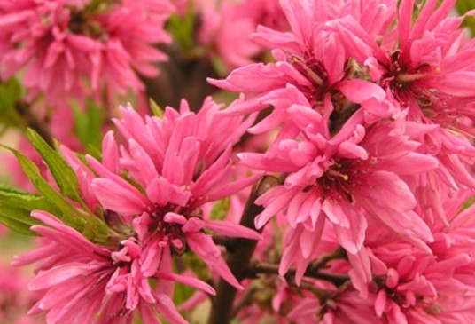 菊花桃