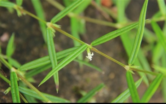 纤花耳草（中药名）
