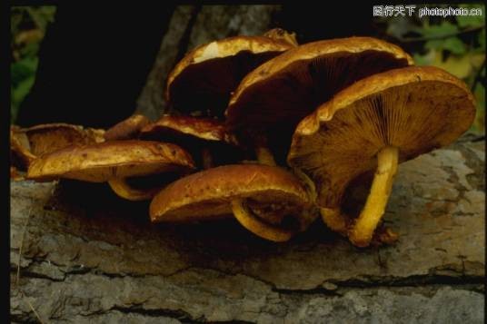 腐生生物