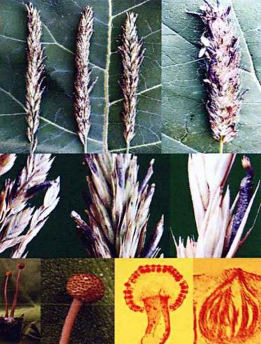 麦角（麦角菌科麦角菌属真菌）