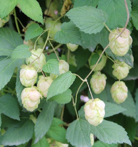 野酒花（中药材）