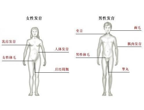 性成熟