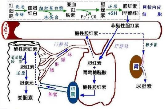 尿胆红素