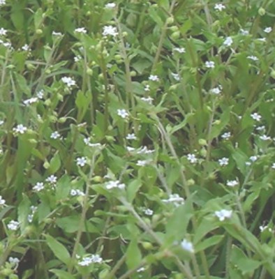 鬼点灯（植物）