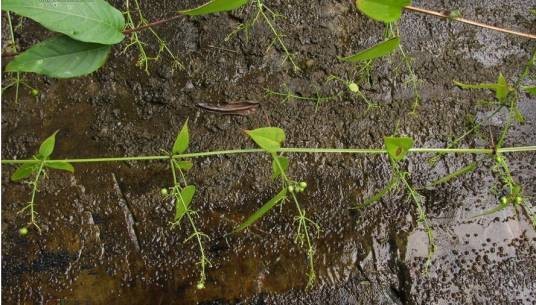 对叶茜草