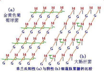 肽聚糖