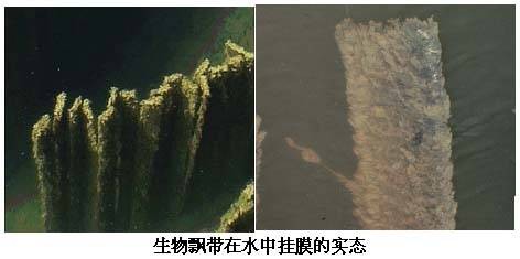 生物飘带