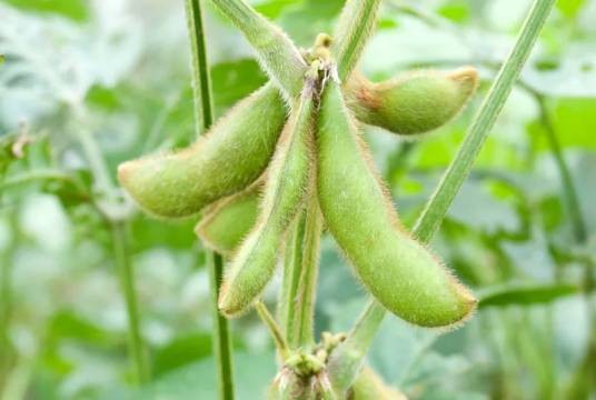 豆荚