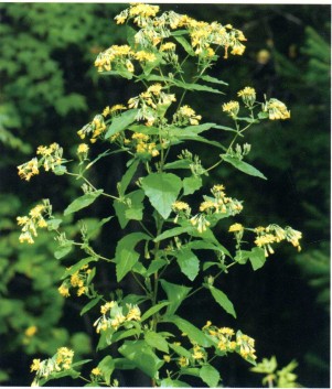 苦荬菜(中药)