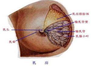 老年妇女乳房增大