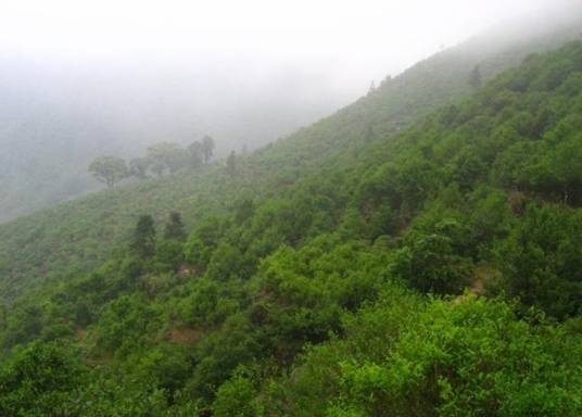 广东乌龙茶
