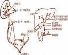 泌尿系结石病