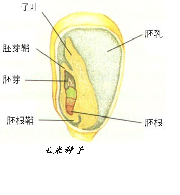 有胚乳种子