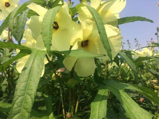 野芙蓉（锦葵科秋葵属植物）