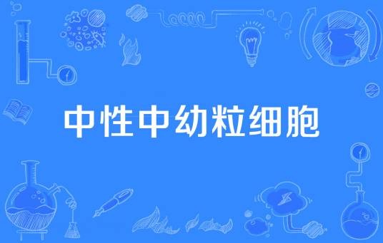 中性中幼粒细胞