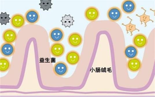 减肥益生菌
