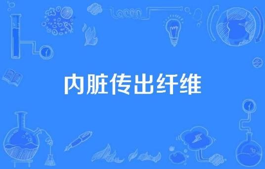 内脏传出纤维