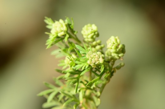 独行菜属