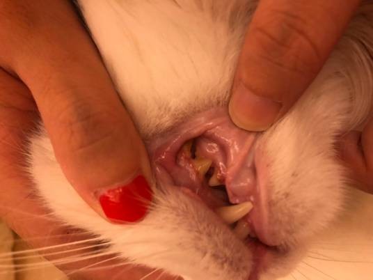 猫牙周炎