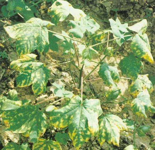 棉花黄萎病菌