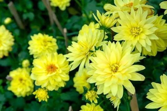 芙蓉菊