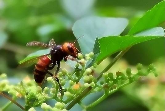 胡蜂(昆虫纲动物)
