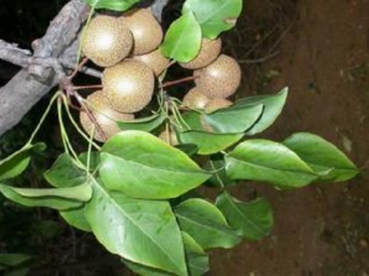 麻梨