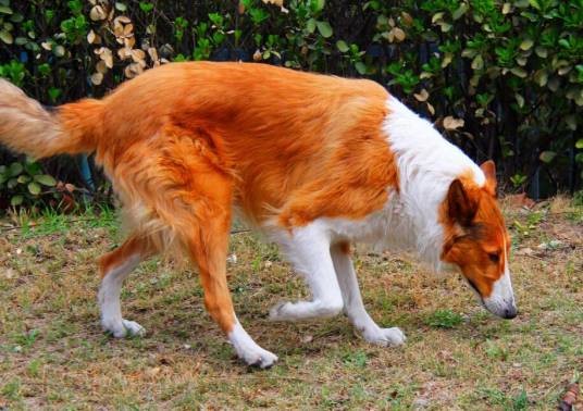 牧羊犬（工作犬种）