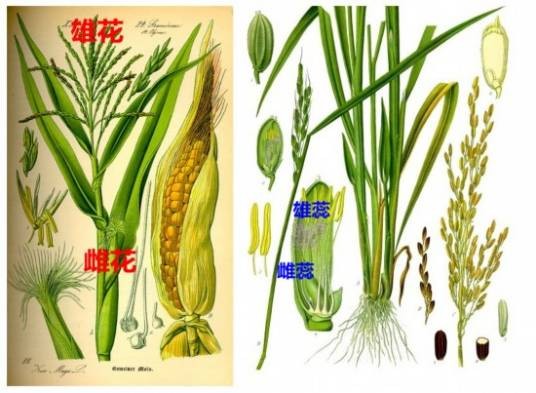植物雄性不育