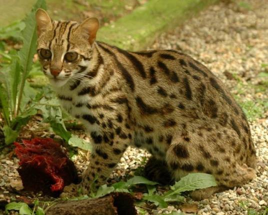 豹猫(猫科豹猫属动物)