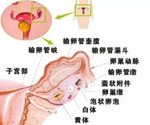 无排卵