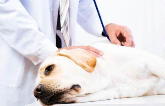 犬不育症