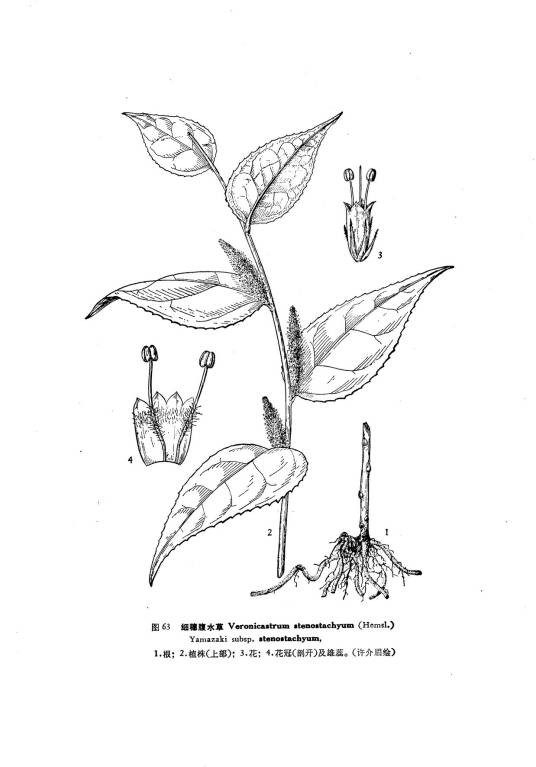 细穗腹水草