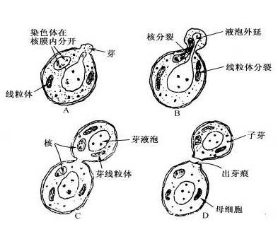 发酵原理（2011年科学出版社出版的图书）