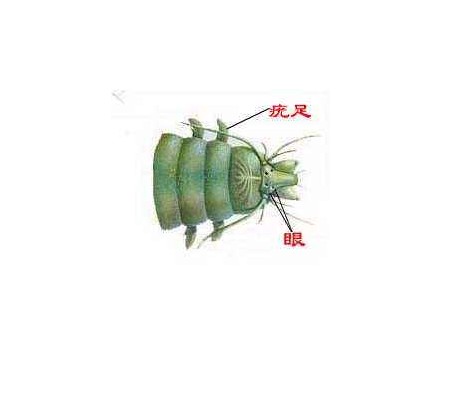 疣足