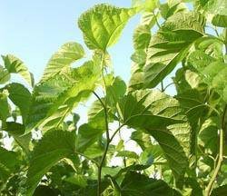 霜桑叶茶