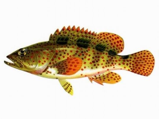 刺鰕虎鱼