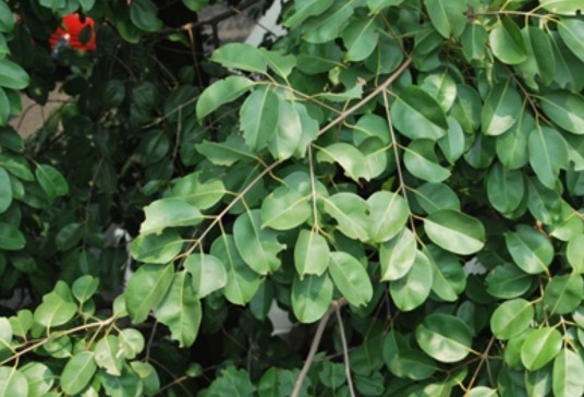 海南蒲桃(桃金娘科蒲桃属植物)