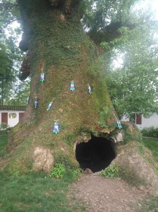 大树营养液
