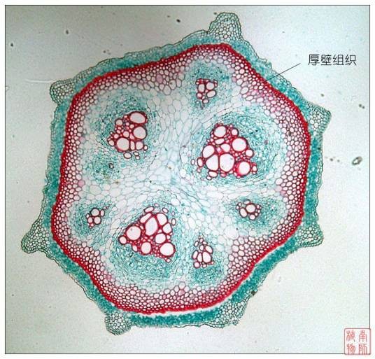 输导组织