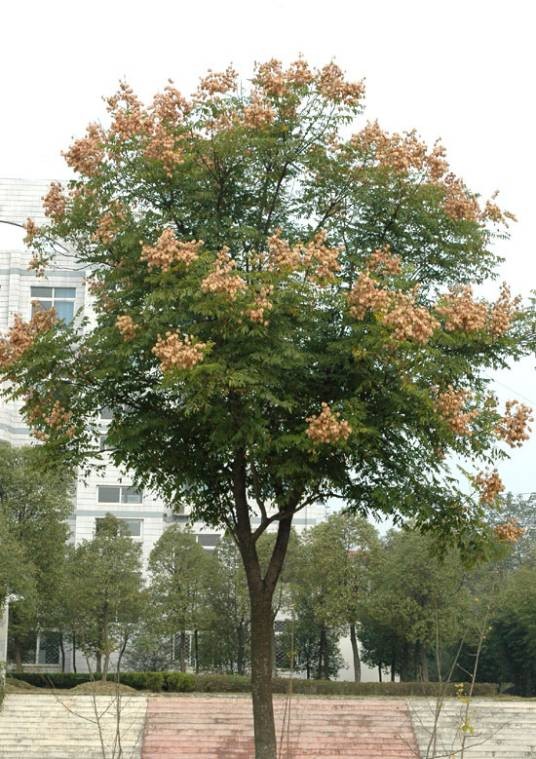 全冠栾树