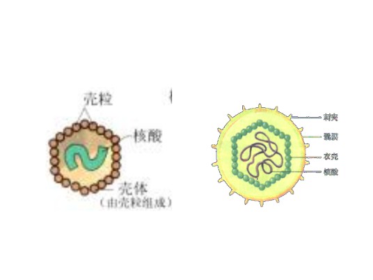 囊膜