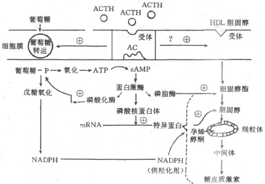 允许作用