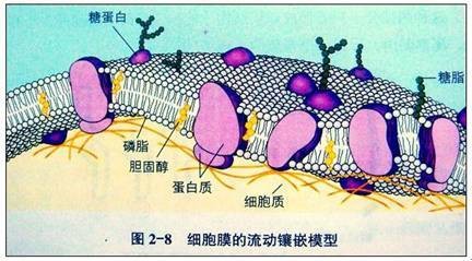 糖被