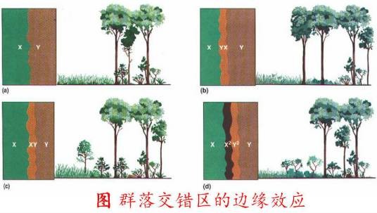 边缘效应