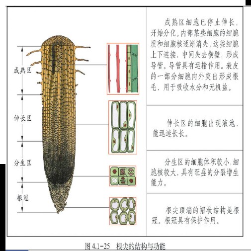 次生分生组织