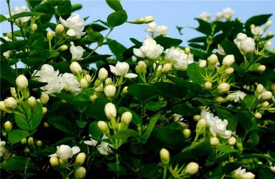 横州茉莉花