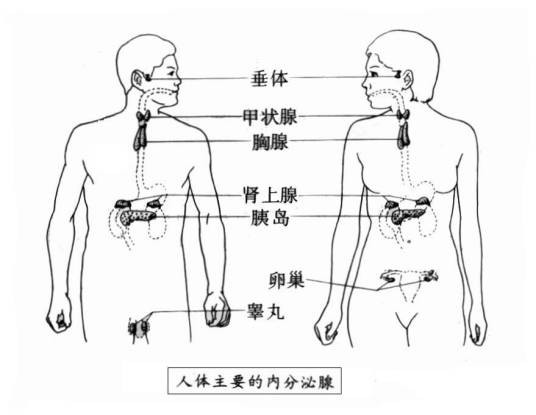 内分泌腺