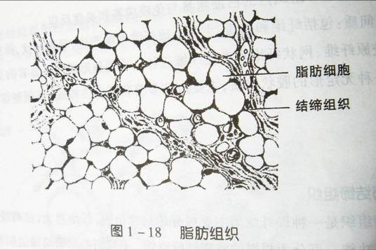 脂肪组织